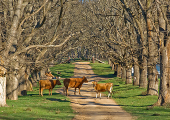 Image showing cows in the road