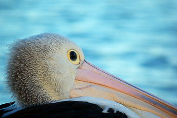 Image showing pelican background