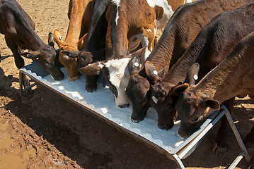 Image showing calves drinking milk