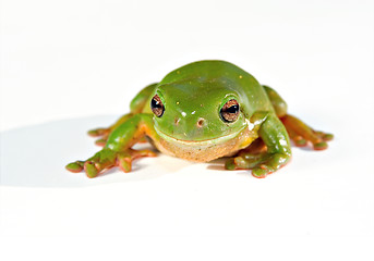 Image showing green tree frog on white background