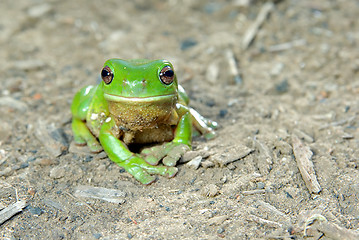 Image showing green tree frog on ground