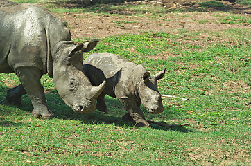 Image showing mother and baby rhino