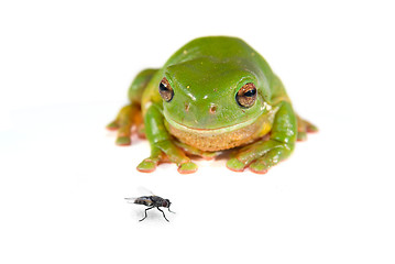 Image showing green tree frog on white