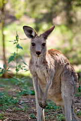 Image showing eastern grey kangaroo