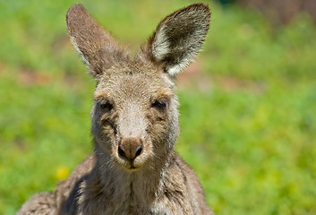 Image showing kangaroo up close