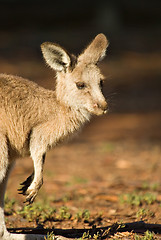 Image showing australian kangaroo