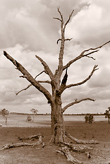 Image showing desolation