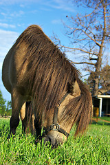 Image showing horse eating grass