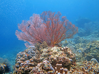 Image showing Thriving coral reef alive with marine life and shoals of fish, Bali