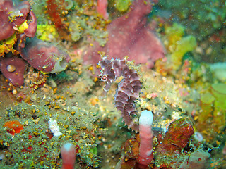 Image showing Bargibanti Pygmy Seahorse the smallest in the world in Bali