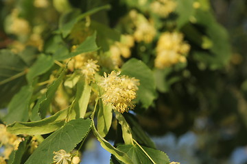 Image showing Linden tree in bloom, against a green leave