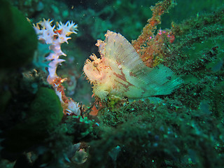 Image showing Thriving coral reef alive with marine life and fish, Bali