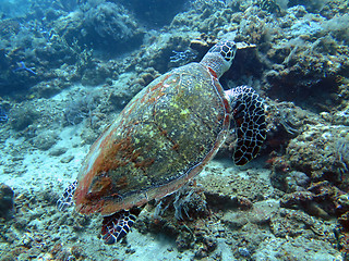 Image showing Hawksbill sea turtle current on coral reef island, Bali