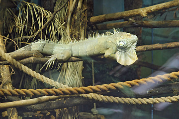 Image showing Lizard is goanna lies dry branch of a tree