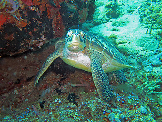 Image showing Hawksbill sea turtle current on coral reef island, Bali