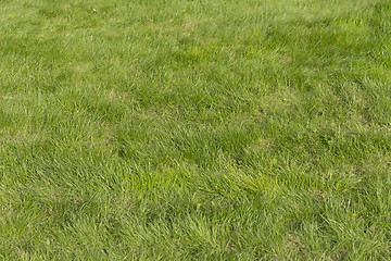 Image showing Lush green grass on the soccer field