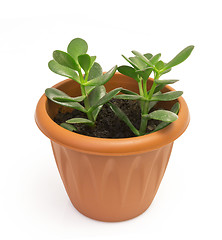 Image showing Orange terracotta pot with soil with green plant Isolated on white background.