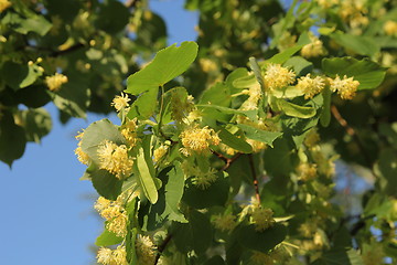 Image showing Linden tree in bloom, against a green leave