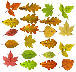 Image showing Colorful and bright background made of fallen autumn leaves.