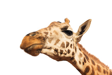 Image showing close up of giraffe head on white