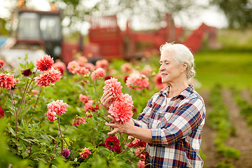 Image showing senior woman with dahlia flowers at summer garden