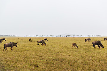 Image showing wildebeests grazing in savannah at africa