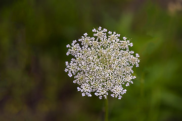 Image showing Wild Carrot (Daucus carota)