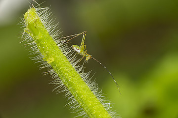 Image showing scudderia