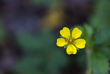 Image showing Sulfur Cinquefoil (Potentilla recta)