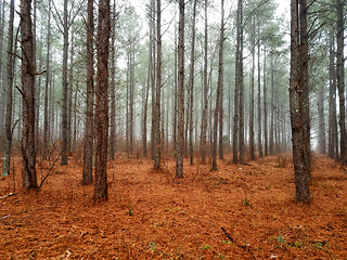 Image showing Misty trees