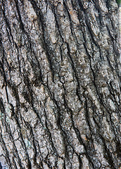 Image showing Tree bark