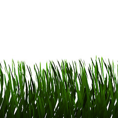 Image showing grass on white