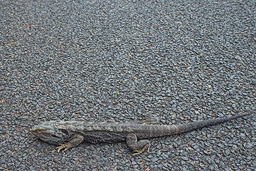 Image showing bearded dragon on road