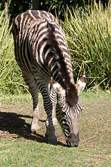 Image showing zebra eating grass