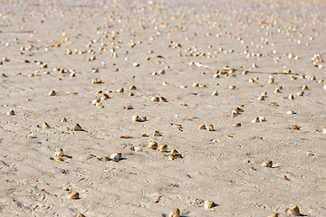 Image showing cockle shells