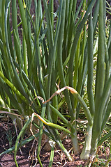 Image showing onions growing