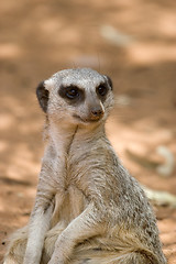 Image showing meerkat sitting