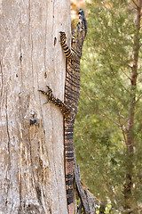 Image showing goanna up a tree