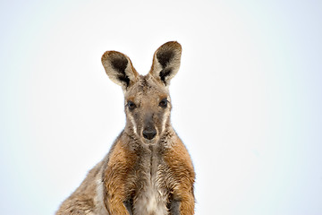 Image showing yellow footed rock wallaby