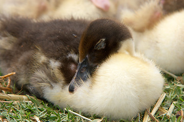 Image showing sleeping duckling