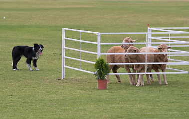 Image showing working dog