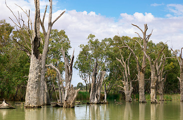 Image showing dead river trees