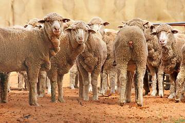 Image showing sheep in a row