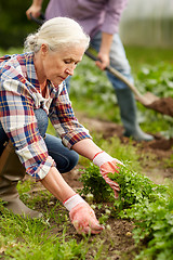 Image showing senior couple working in garden or at summer farm