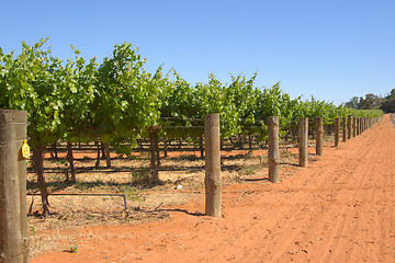 Image showing grape vines