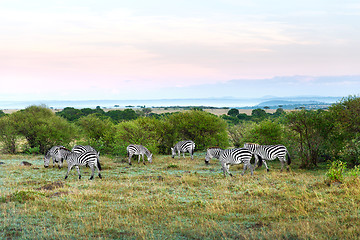 Image showing herd of zebras grazing in savannah at africa