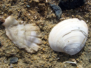 Image showing Sea shells