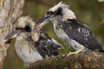 Image showing pair of kookaburras