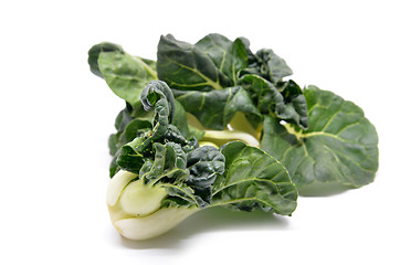Image showing Milk cabbage bok choy