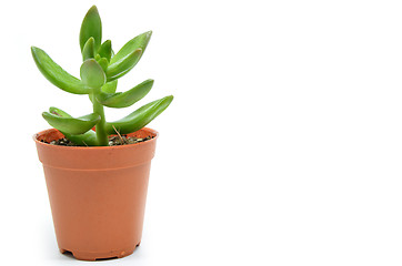 Image showing Sedum succulent plant with green fleshy leaves